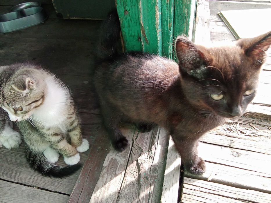 Отдам прекрасных котят