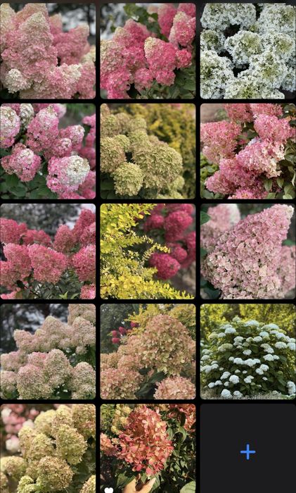 Гортензии метельчатые и древовидные