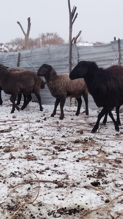 Ona bola va bog'oz qo'ylar sotildi