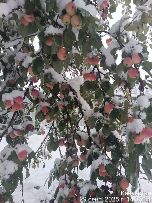 Дача 9 соток "Весна"