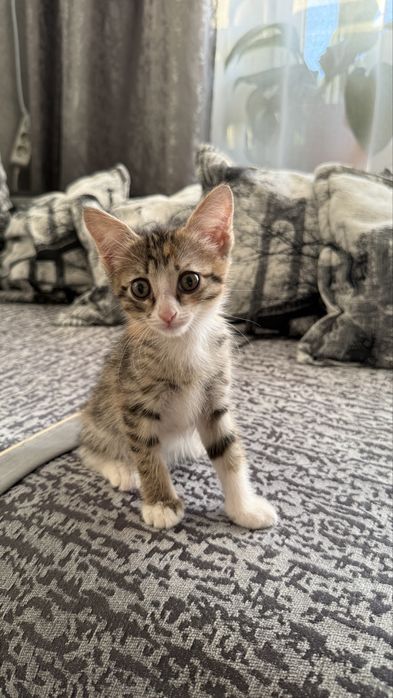 Отдам котенка, девочка
