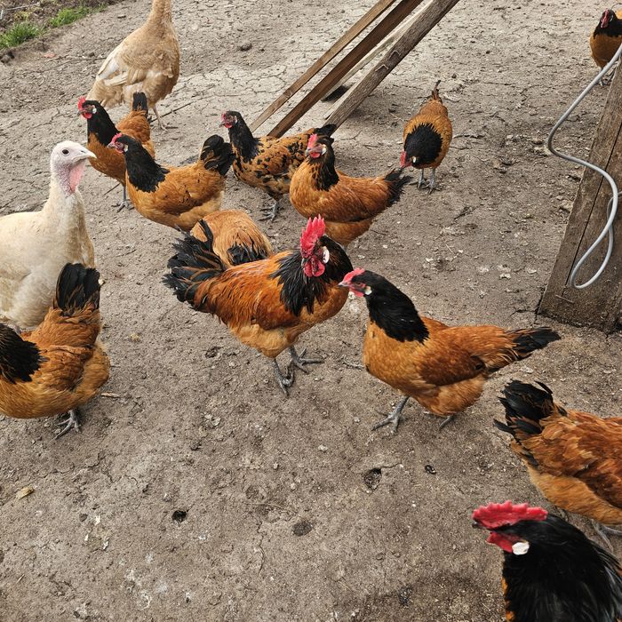 Био месо, яйца за за люпене, пуйки селски