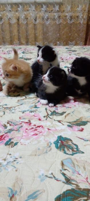 Отдам котят бесплатно