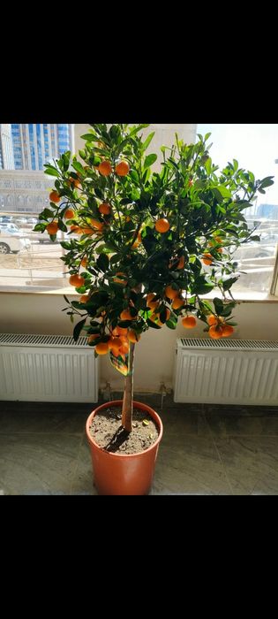 Лимоны Мандарины комнатные растения