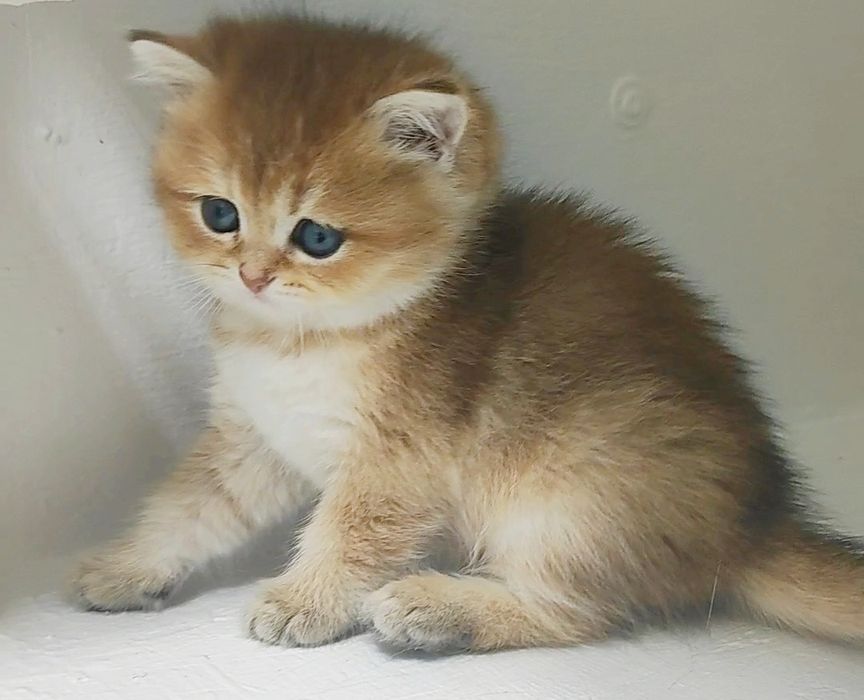 Котики и кошечки британские