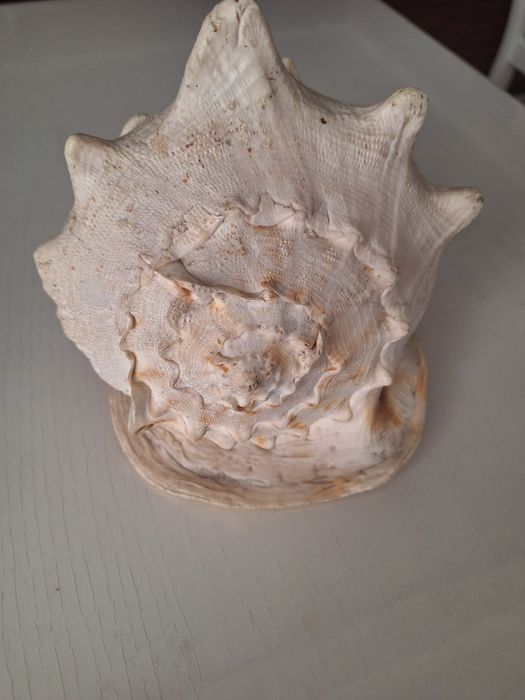 Продается морская ракушка