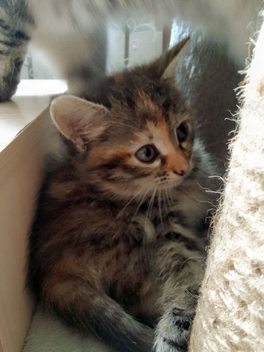 Котёнок в добрые руки