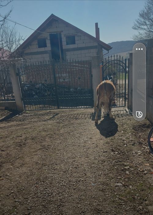 Armăsar și o vitea de 8 luni