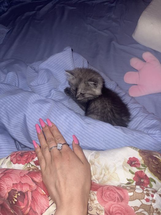 Котенок 2 месяца(девочка)