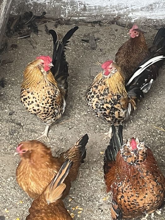 Cocosi Barboase De Anvers