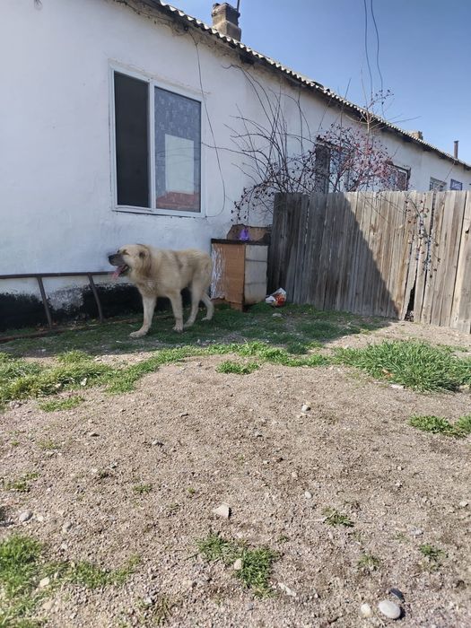 Продается сабака парода алабай вальер отдельно