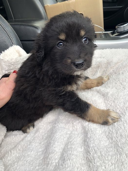 Любимые животные