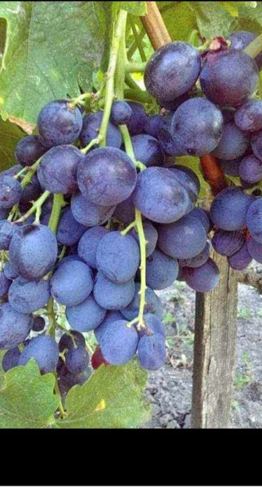 Butasi de vită de vie nu mai la 5 lei buc