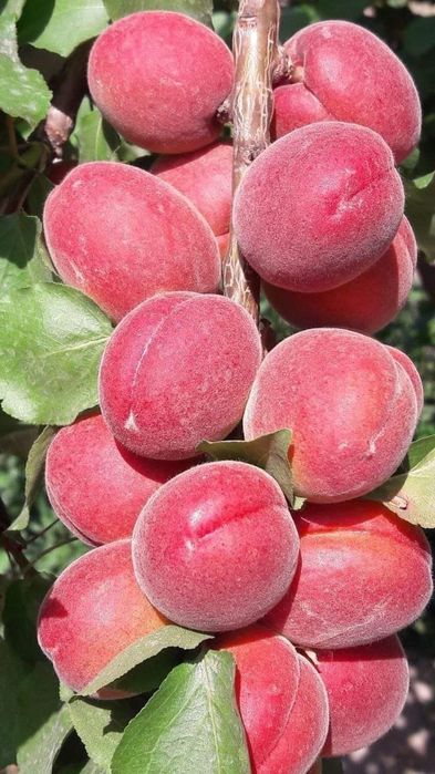 Урик Залдори кучатлар бор 100% К