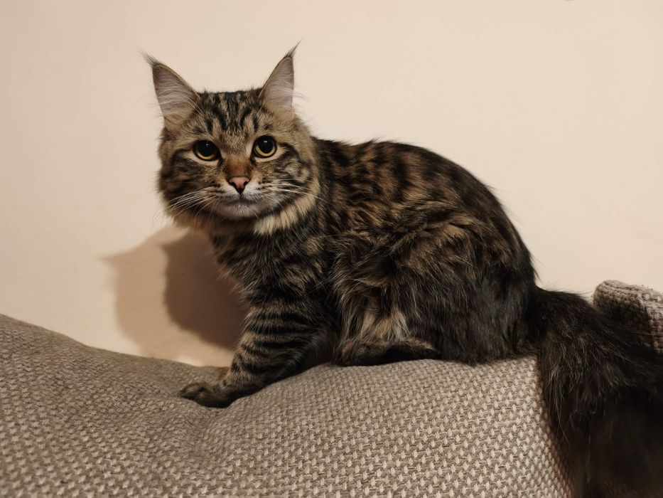 Кот любящим хозяевам