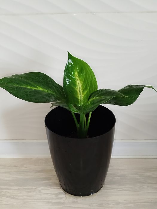 Defenbahiya Sang Chandra