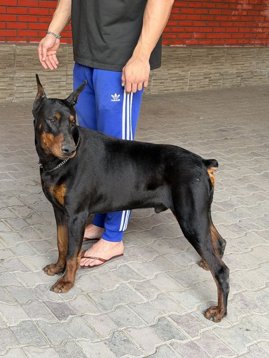 Доберман чистокровный
