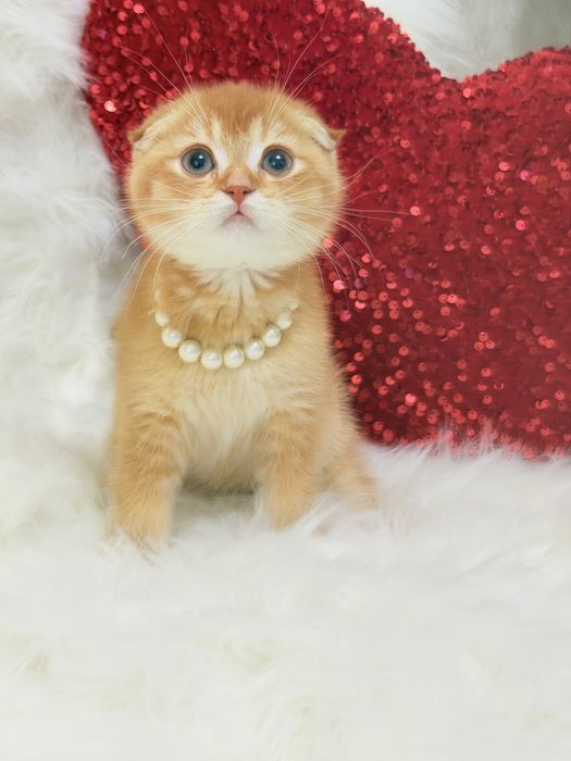 Котята чистокровные