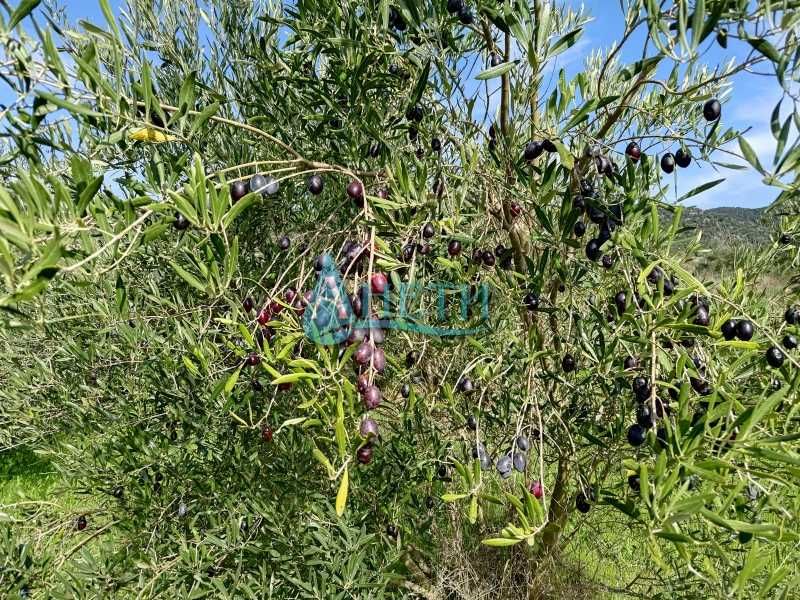 Продава се Парцел в София, Гео Милев - 2000 кв.м за 8 €/кв.м - Снимка #6