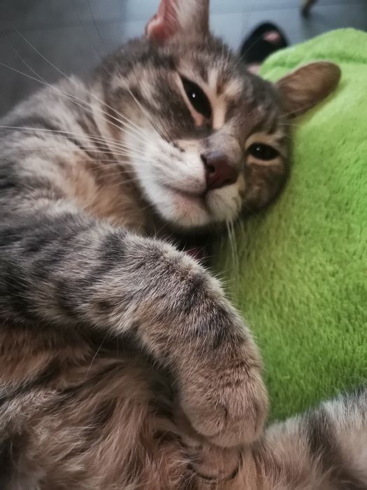 Подарява се котка