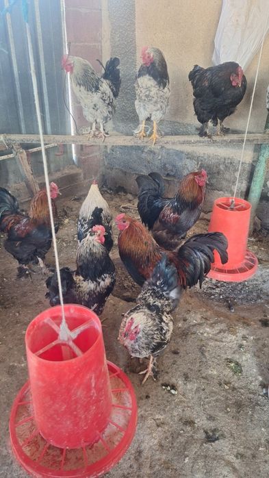 Петухи молодые 8 месяцев