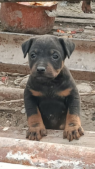 Ягдтерьер кушик еркек