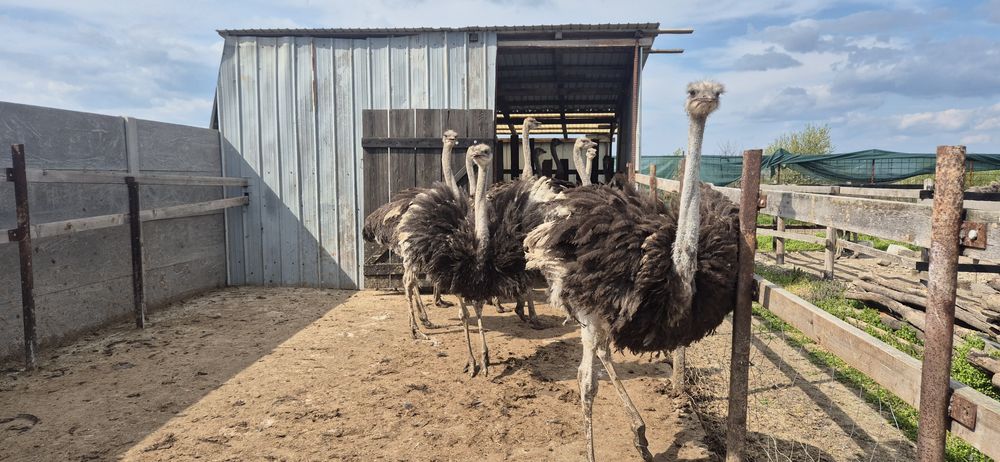Pui de struți africani!