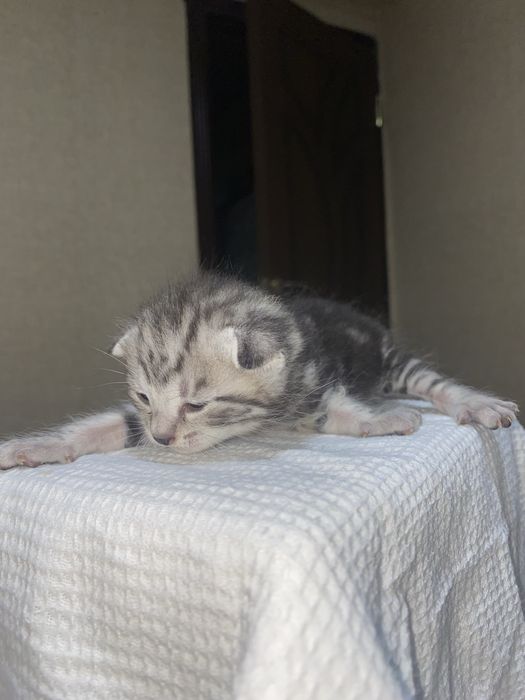 mushuk bolasi scotsh fold scotsh straight