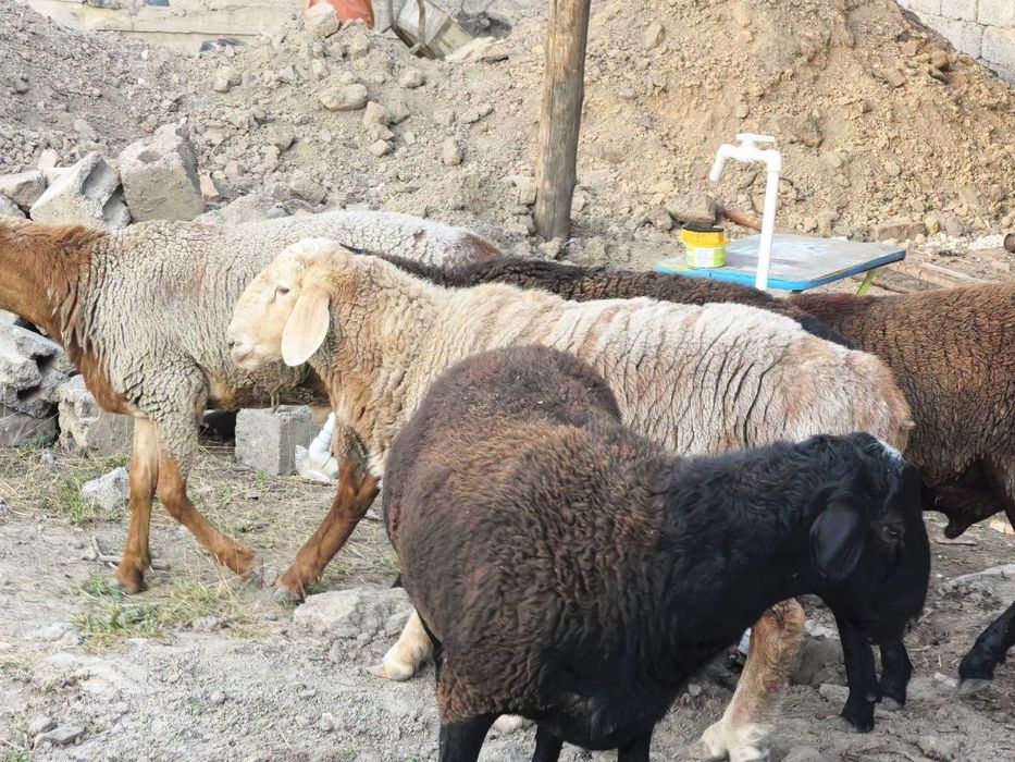 Qochqolar sotiladi baquvat toza yem bilan boqilgan semiz