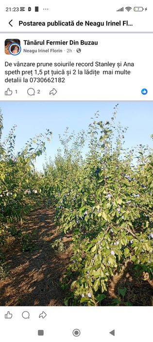Vând prune de țuică livrarea se face gratuit la domiciliul clientului pentru detalii 0733207585