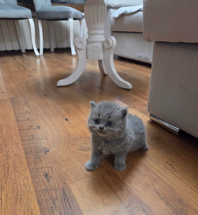 Продавам британски котета