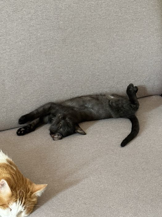 котенок ищет семью