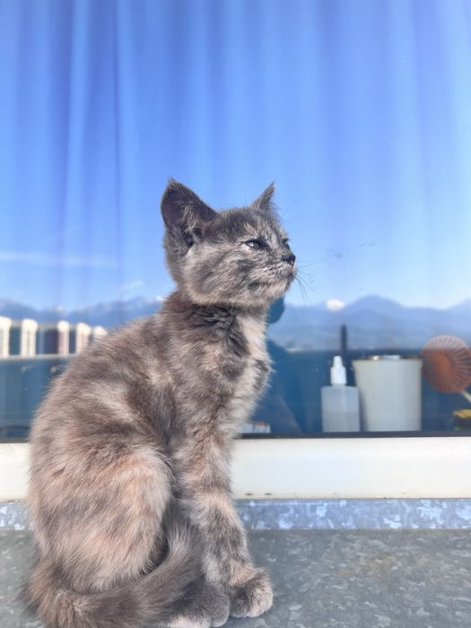 Котенок ищет любящую семью