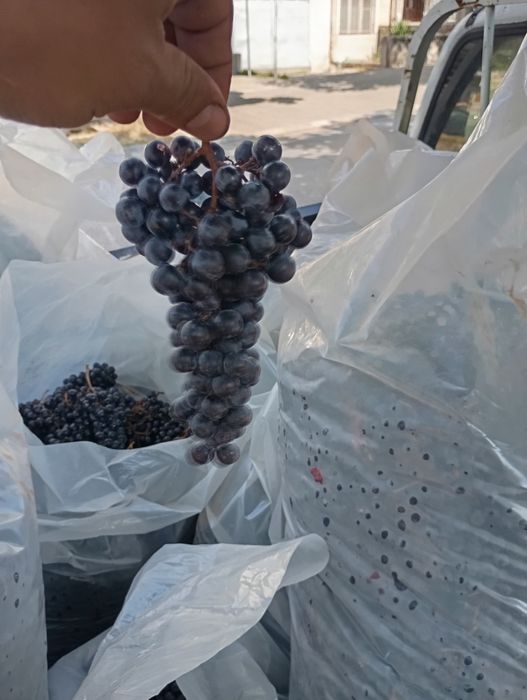 Мелене и продажба на Грозде.Мерло и Каберне