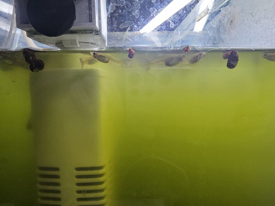 Продам аквариум с рыбами