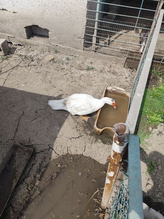 Продам индоуток и селезнеи.