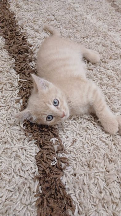 Котенок мальчик ищет дом