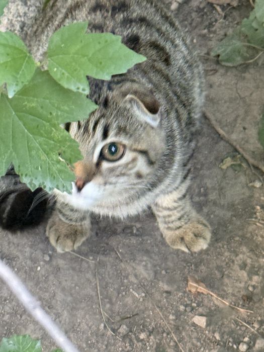 Котенок в добрые руки