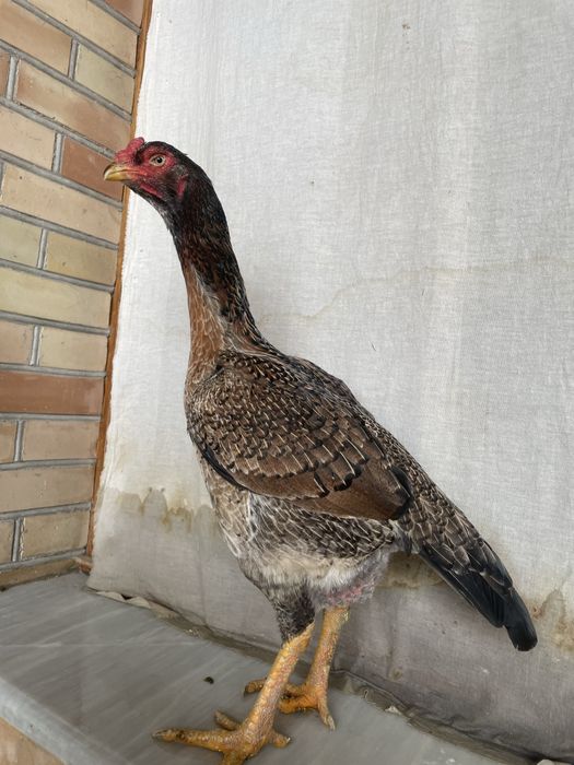 Yapon shamo tulak tuxumda 750 ming