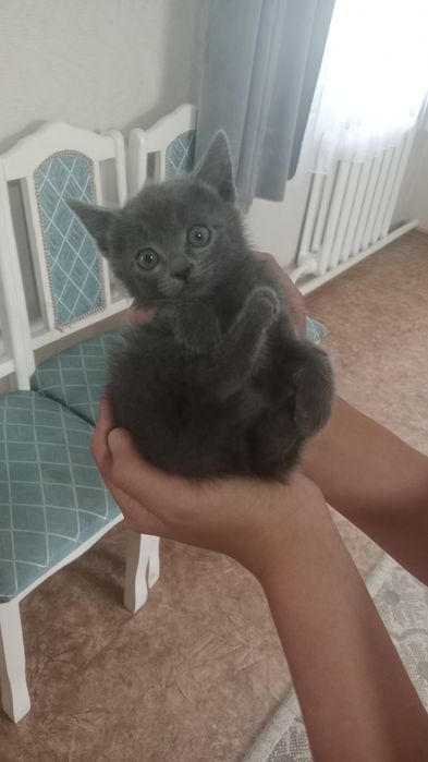 Отдам котят в хорошие руки