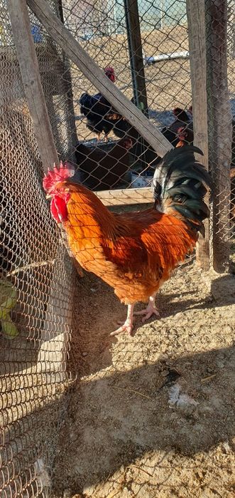 Sussex galben Familie