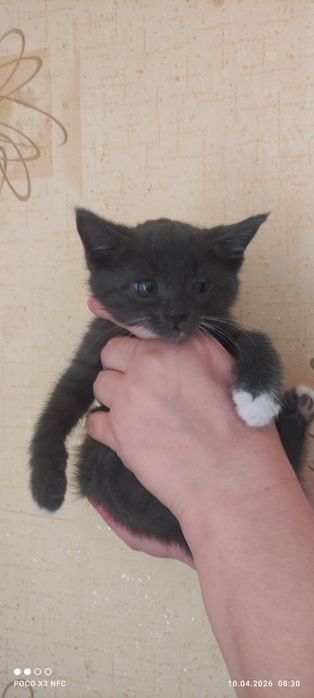 Отдам котят в добрые руки!