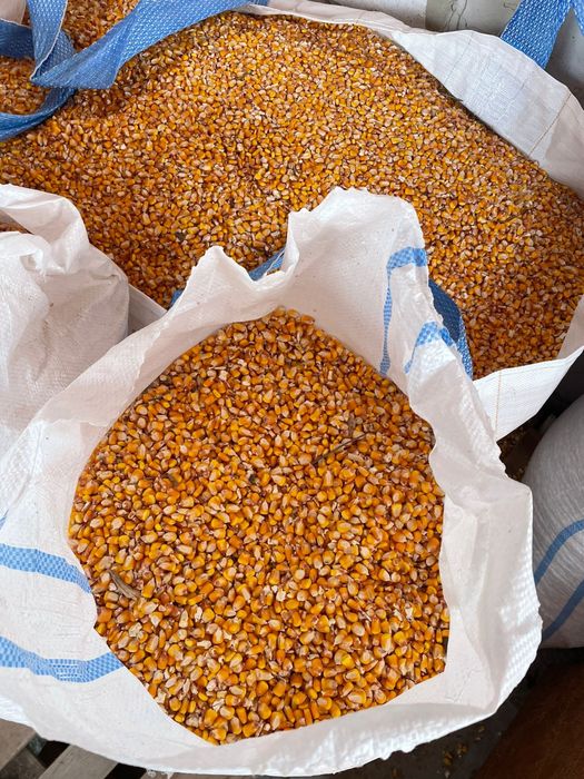 Porumb Pioneer de vânzare