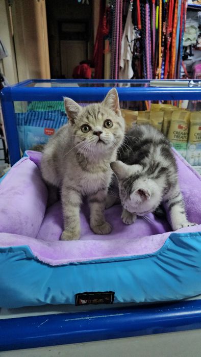 Котята шотландские