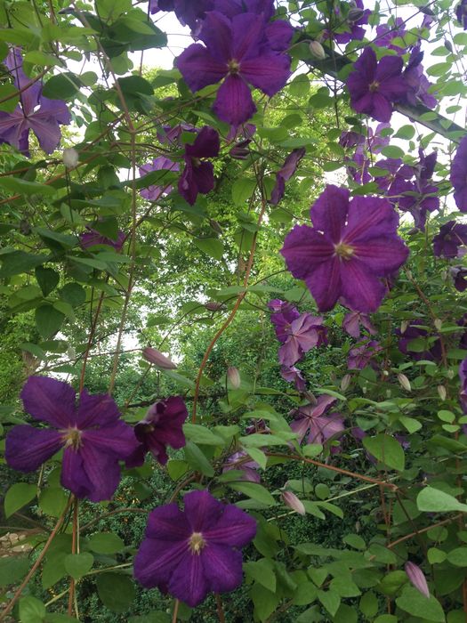Два обильно цветущих сорта клематисов-  Виктория и Летний снег