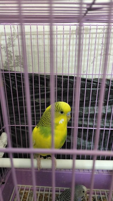 Попугай самка и самец