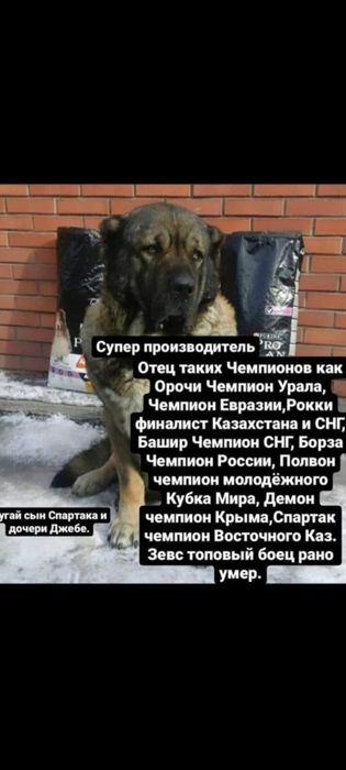 Продам щенок Алабай