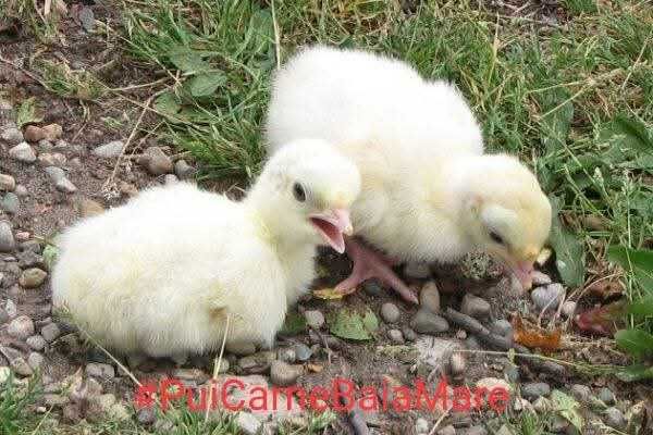 Preluam comenzi pentru sezonul 2026 al puilor