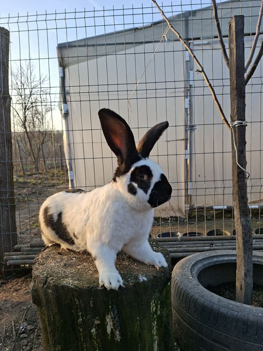 Iepuri de rasa URIAS GERMAN