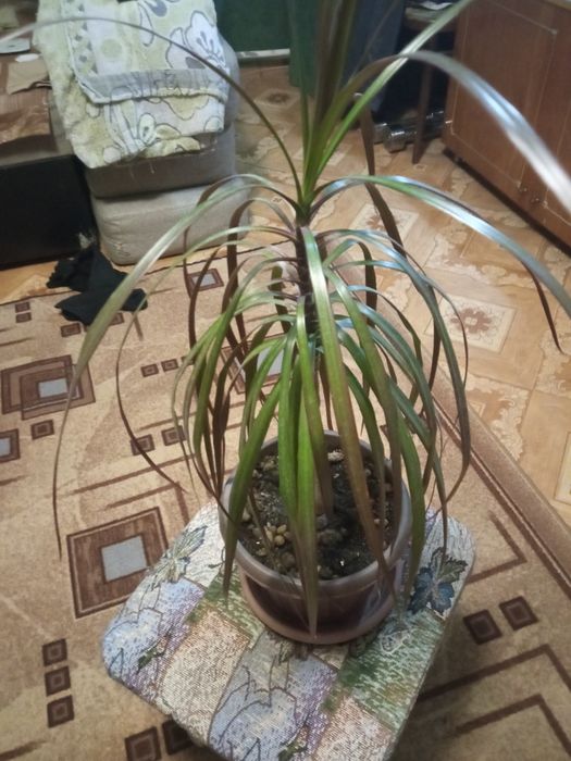 Продам недорого драцнны 2 штуки